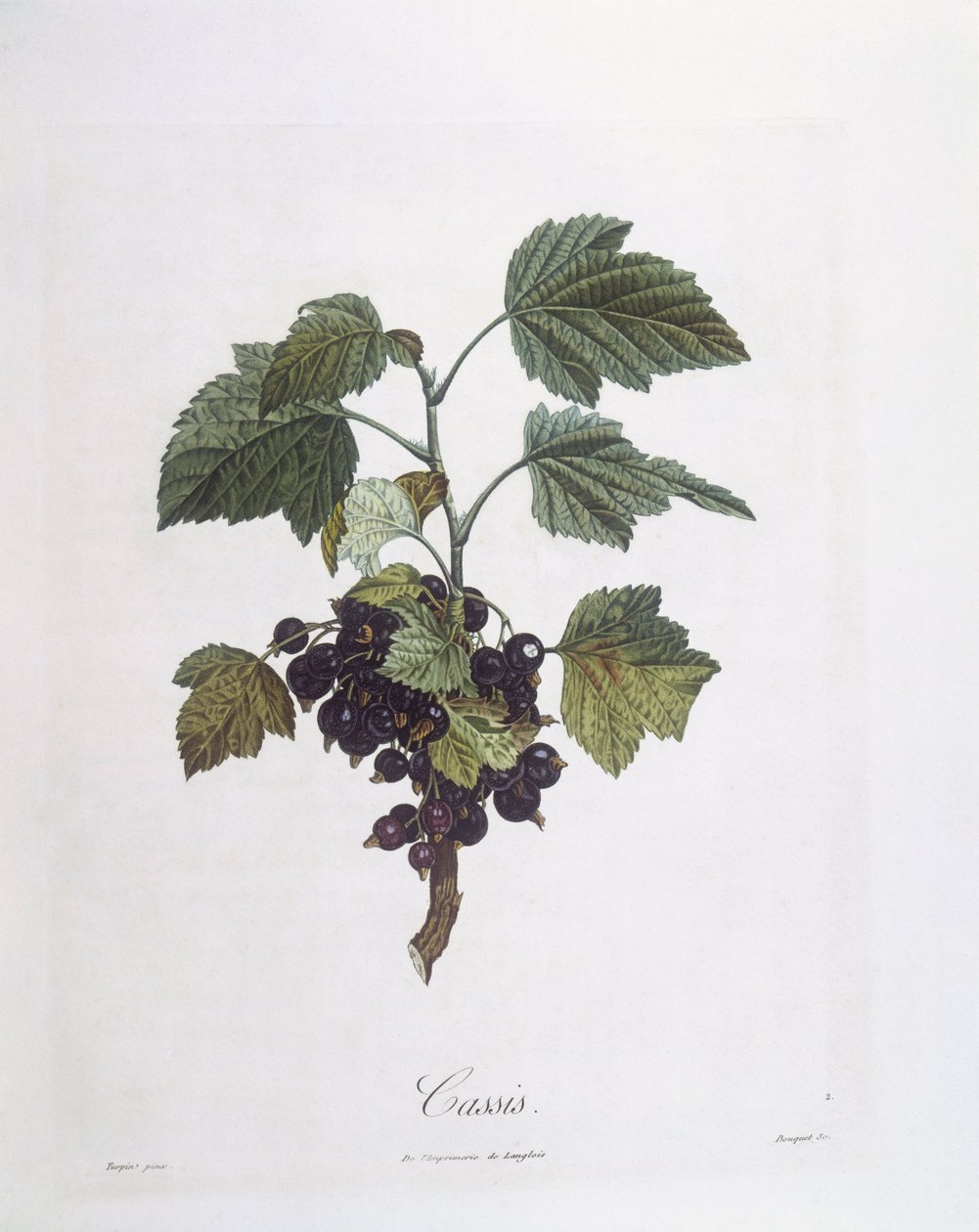 Černý rybíz (Ribes nigrum) nebo černý rybíz Noir de Bourgogne Henry Louis Duhamel du Monceau, botanická deska Pierre Jean Francois Turpin od Pierre Jean Francois Turpin