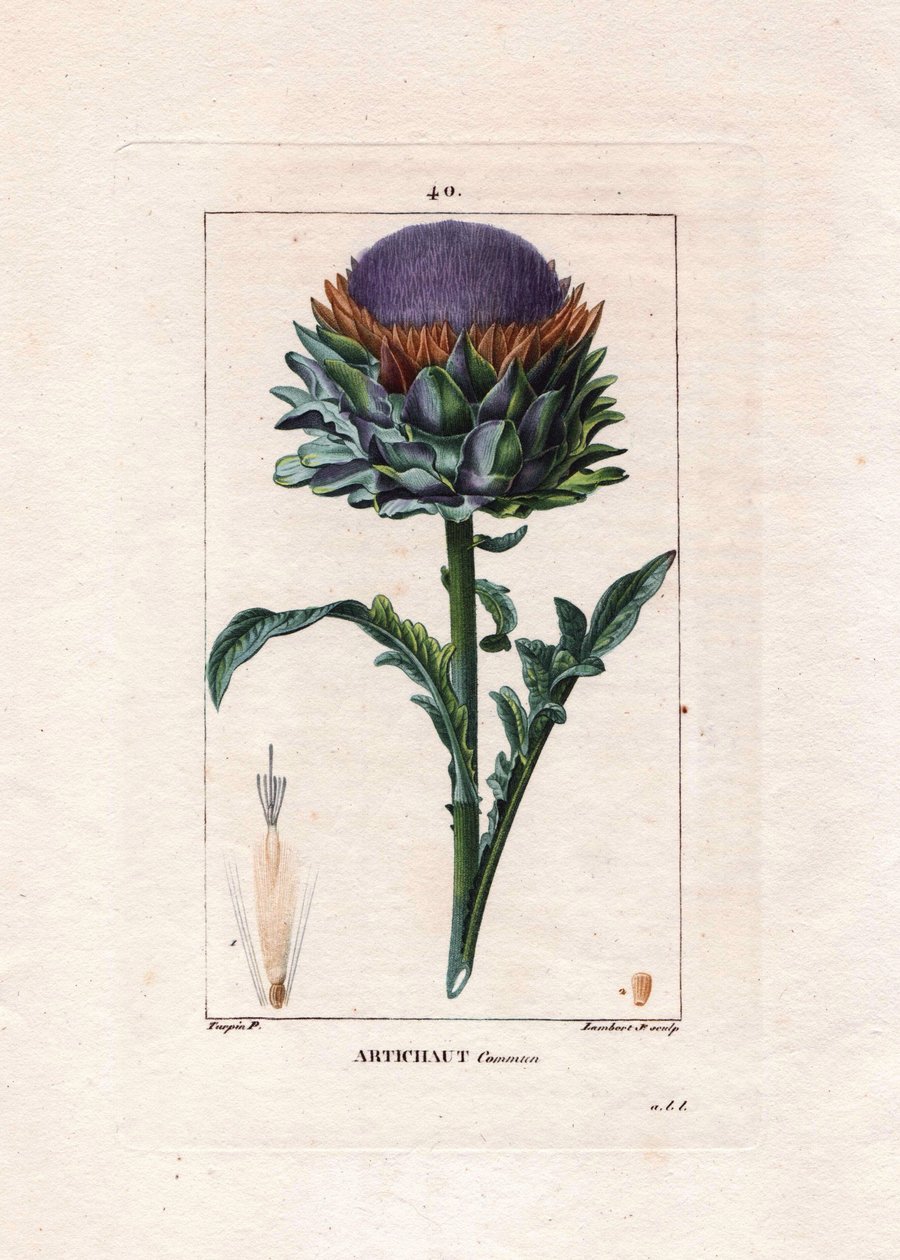 Botanické: artyčok - Artyčok rostlina, listy a květ, Cynara cardunculus. Ručně kolorovaná tečkovaná mědirytina od Lamberta z kresby Pierra Jean-Francoise Turpina z Chaumeton, Poiret et Chamberet „La Flore Medicale,“ Paris, Panckouc od Pierre Jean Francois Turpin