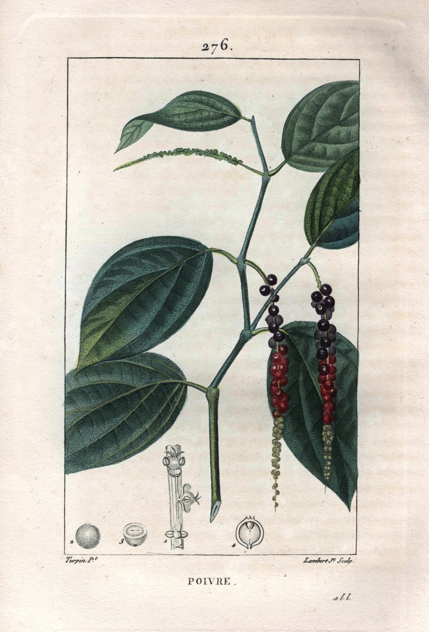 Botanické: černý pepř - černý pepř s listy a zrnky pepře, Piper nigrum. Ručně kolorovaná tečkovaná mědirytina od Lamberta z kresby Pierra Jean-Francoise Turpina z Chaumeton, Poiret et Chamberet „La Flore Medicale,“ Paris, Panck od Pierre Jean Francois Turpin