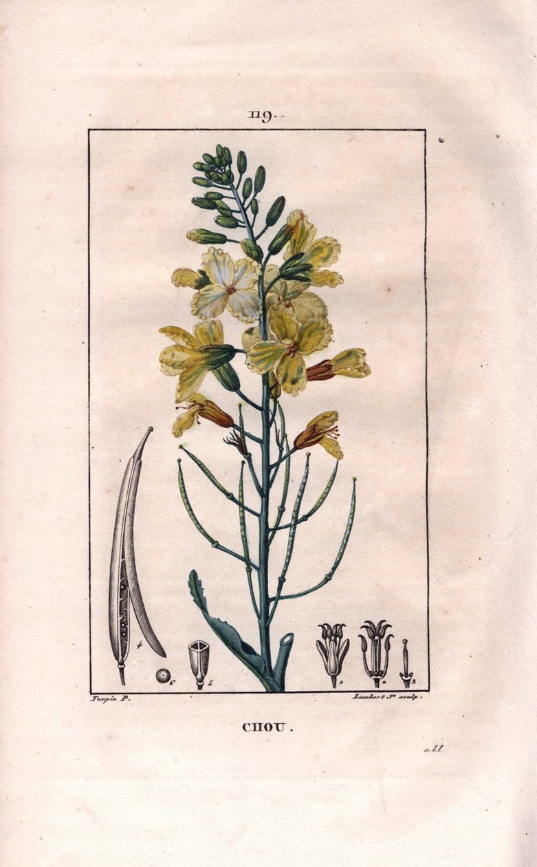 Botanické: květ zelí - květ zelí, Brassica oleracea. Ručně kolorovaná tečkovaná mědirytina od Lamberta z kresby Pierra Jean-Francoise Turpina z Chaumeton, Poiret et Chamberet „La Flore Medicale,“ Paris, Panckoucke od Pierre Jean Francois Turpin