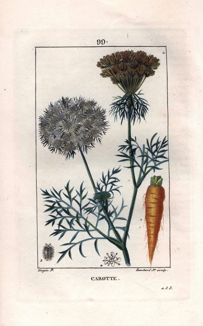 Botanické: mrkev - Kořen a květ mrkve, Daucus carota. Ručně kolorovaná tečkovaná mědirytina od Lamberta z kresby Pierra Jean-Francoise Turpina z Chaumeton, Poiret et Chamberet „La Flore Medicale,“ Paris, Panckoucke od Pierre Jean Francois Turpin