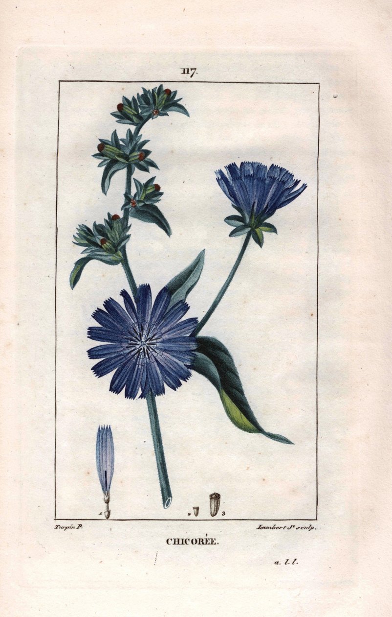 Botanická: čekanka s květem - rostlina a květ čekanky, Cichorium intybus. Ručně kolorovaná tečkovaná mědirytina od Lamberta z kresby Pierra Jean-Francoise Turpina z Chaumeton, Poiret et Chamberet „La Flore Medicale,“ Paris, Panckouc od Pierre Jean Francois Turpin