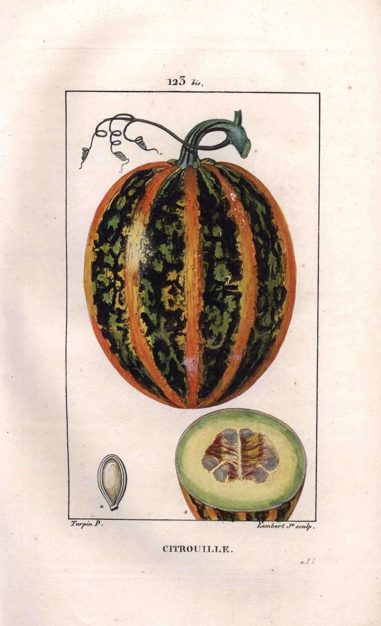 Botanická: dýně - Dýně, semena a řez ovocem, dýně, Cucurbita pepo. Ručně kolorovaná tečkovaná mědirytina od Lamberta z kresby Pierra Jean-Francoise Turpina z Chaumeton, Poiret et Chamberet „La Flore Medicale,“ Paris, od Pierre Jean Francois Turpin
