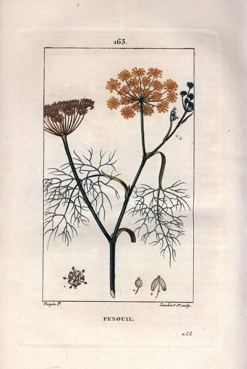 Botanika: Fenykl, fenykl, Foeniculum vulgare. Ručně kolorovaná tečkovaná mědirytina od Lamberta z kresby Pierra Jean-Francoise Turpina z Chaumeton, Poiret et Chamberet „La Flore Medicale,“ Paris, Panckoucke od Pierre Jean Francois Turpin