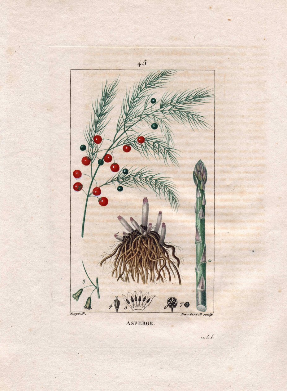 Botanika: chřest - Kořen, květ a plod chřestu, Asparagus officinalis. Ručně kolorovaná tečkovaná mědirytina od Lamberta z kresby Pierra Jean-Francoise Turpina z Chaumeton, Poiret et Chamberet „La Flore Medicale,“ Paris, Panckoucke od Pierre Jean Francois Turpin