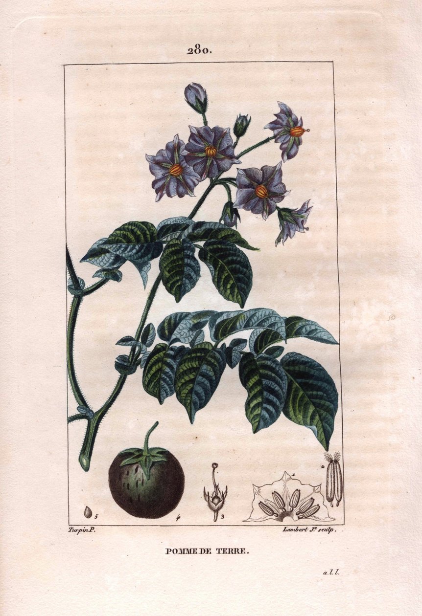 Botanika: brambor - Brambor, květy a plody, Solanum tuberosum. Ručně kolorovaná tečkovaná mědirytina od Lamberta z kresby Pierra Jean-Francoise Turpina z Chaumeton, Poiret et Chamberet „La Flore Medicale,“ Paris, Panckoucke od Pierre Jean Francois Turpin