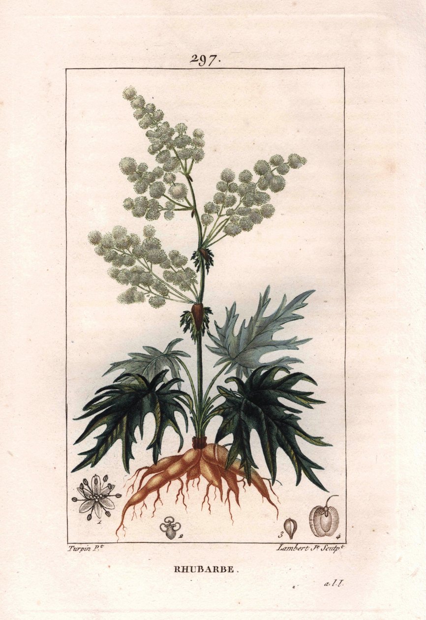 Botanika: reveň - Rebarbora, listy a kořeny, Rheum rhabarbarum. Ručně kolorovaná tečkovaná mědirytina od Lamberta z kresby Pierra Jean-Francoise Turpina z Chaumeton, Poiret et Chamberet „La Flore Medicale,“ Paris, Panckoucke od Pierre Jean Francois Turpin