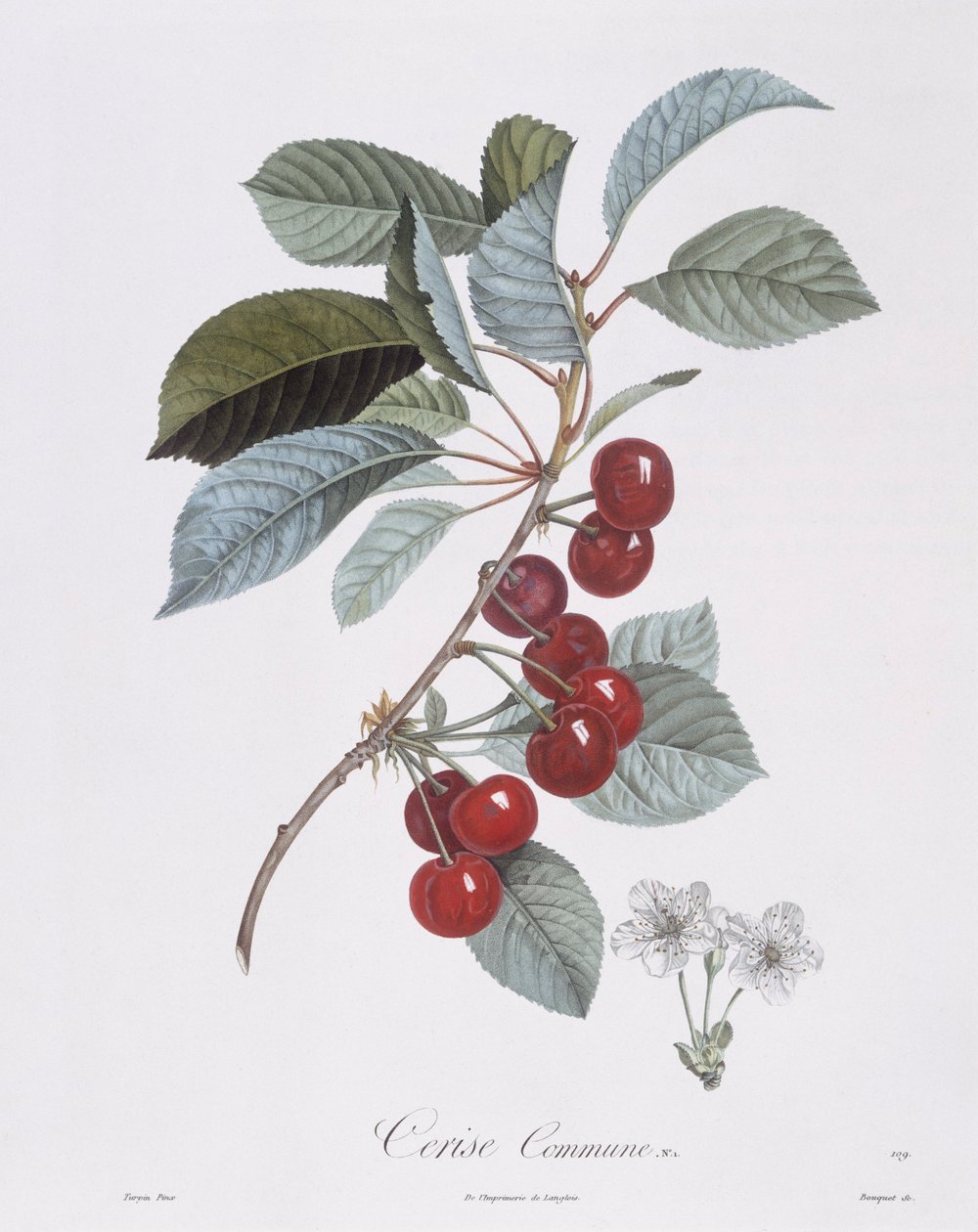 Třešeň (Prunus avium), Henry Louis Duhamel du Monceau, botanická deska Pierre Jean Francois Turpin od Pierre Jean Francois Turpin