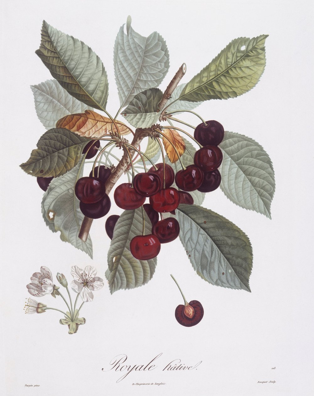 Třešeň (Prunus avium), Henry Louis Duhamel du Monceau, botanická deska Pierre Jean Francois Turpin od Pierre Jean Francois Turpin