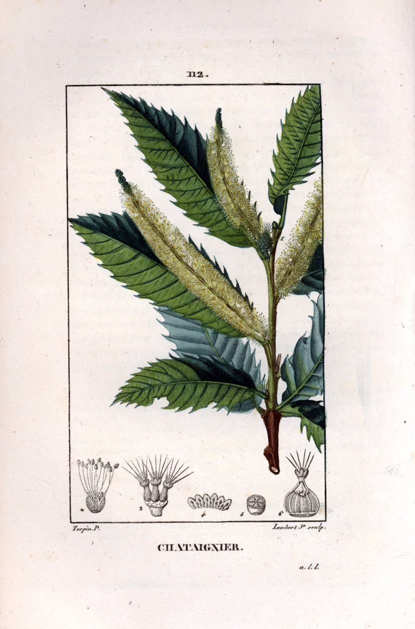 Kaštanová větev - Sladký kaštan, Castanea sylvestris. Ručně kolorovaná tečkovaná mědirytina od Lamberta Juniora z kresby Pierra Jean-Francoise Turpina z Chaumeton, Poiret et Chamberet