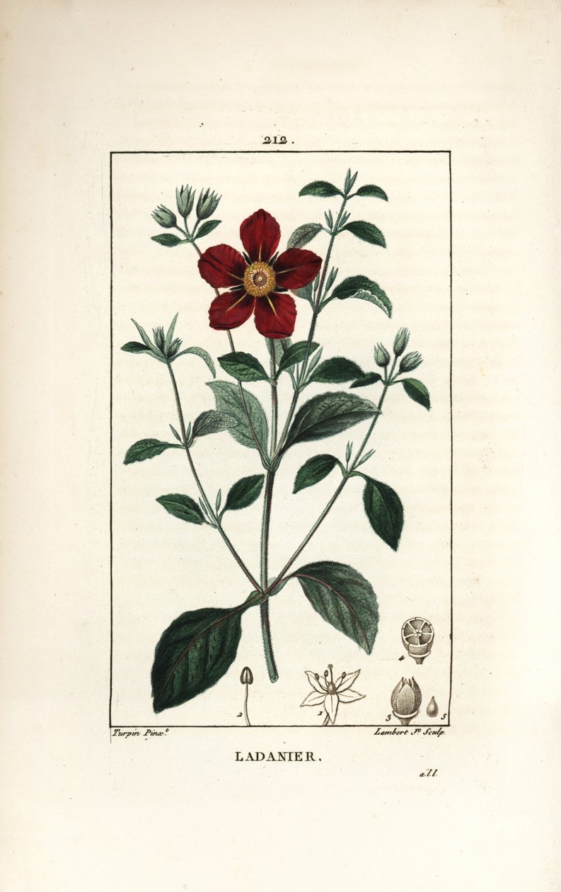 Cistus of Crete - Gum cistus, Cistus creticus. Ručně kolorovaná tečkovaná mědirytina od Lamberta Juniora z kresby Pierra Jean-Francoise Turpina z Chaumeton, Poiret a Chamberet