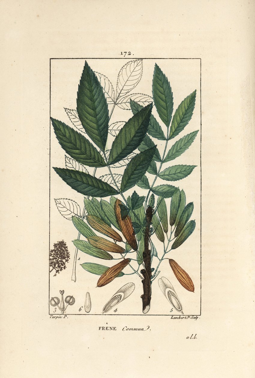 Jasan ztepilý nebo jasan ztepilý - jasan, Fraxinus excelsior, ukazuje větev, listy, semena a listy v obrysu. Ručně kolorovaná tečkovaná mědirytina od Lamberta Juniora z kresby Pierra Jean-Francoise Turpina z Chaumeton, Poiret et Chamberetův „“ od Pierre Jean Francois Turpin