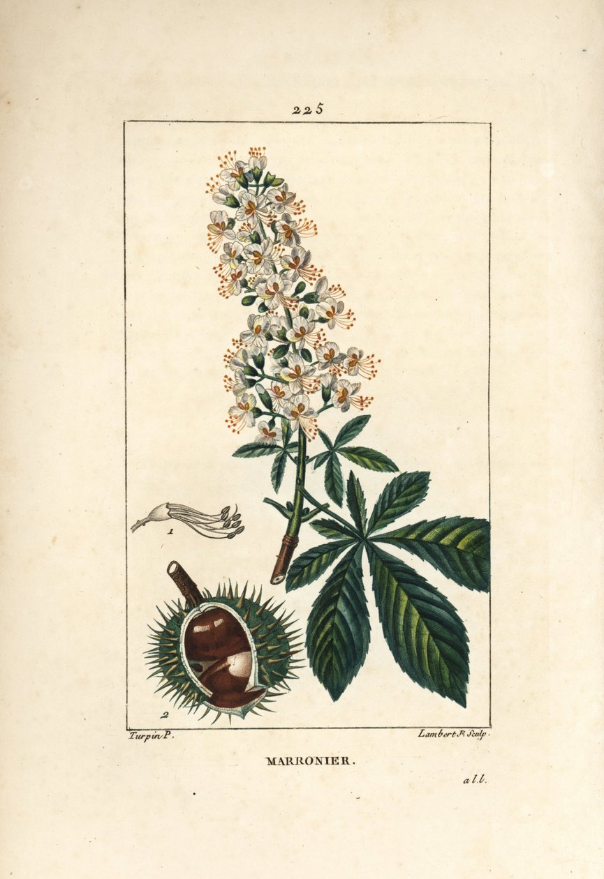 Kaštan obecný, kaštan nebo bílý kaštan - Jírovec, Aesculus hippocastanum. Ručně kolorovaná tečkovaná mědirytina od Lamberta Juniora z kresby Pierra Jean-Francoise Turpina z Chaumeton, Poiret a Chamberet