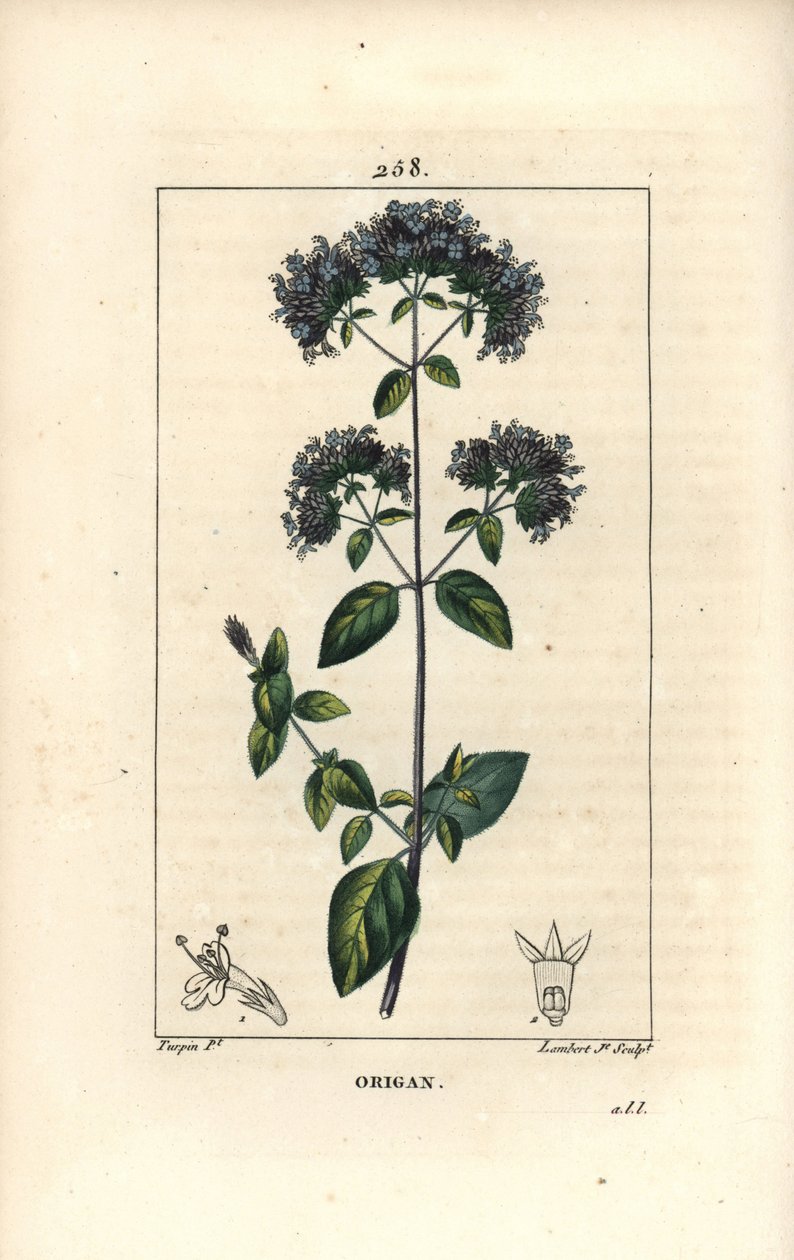 Oregano obecné, nazývané také divoká majoránka - Oregano nebo divoká majoránka, Origanum vulgare, s květem, listem, stonkem a semenem. Ručně kolorovaná tečkovaná mědirytina od Lamberta Juniora z kresby Pierra Jean-Francoise Turpina z Chaumeton, Poiret a od Pierre Jean Francois Turpin