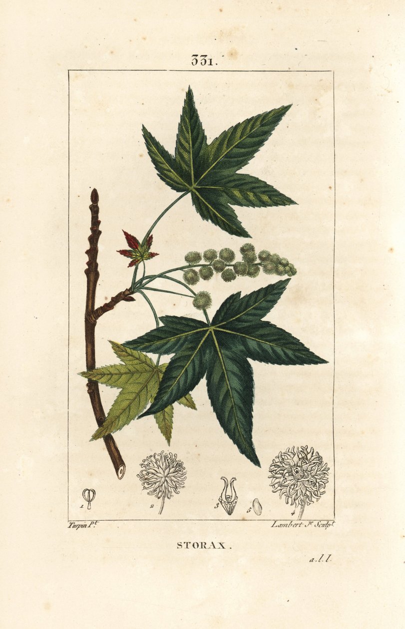 Copalm of America nebo Liquidambar - Storax nebo tekutý jantar, Liquidambar styraciflua. Ručně kolorovaná tečkovaná mědirytina od Lamberta Juniora z kresby Pierra Jean-Francoise Turpina z Chaumetonovy, Poiretovy a Chamberetovy „“La Flore Medicale,”” Pa od Pierre Jean Francois Turpin