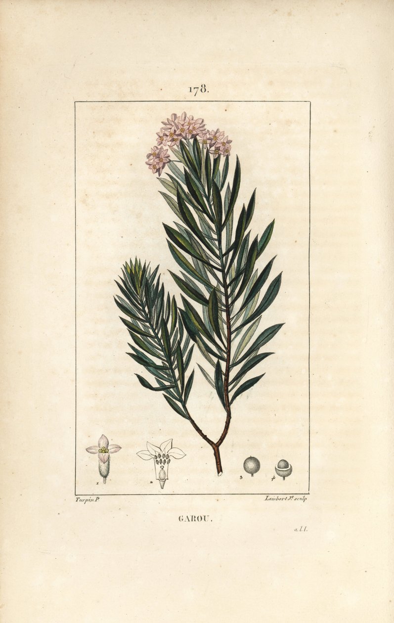 Daphne garou, Thymele nebo Saint Bois - Len pryšec, Daphne gnidium. Ručně kolorovaná tečkovaná mědirytina od Lamberta Juniora z kresby Pierra Jean-Francoise Turpina z Chaumeton, Poiret a Chamberet
