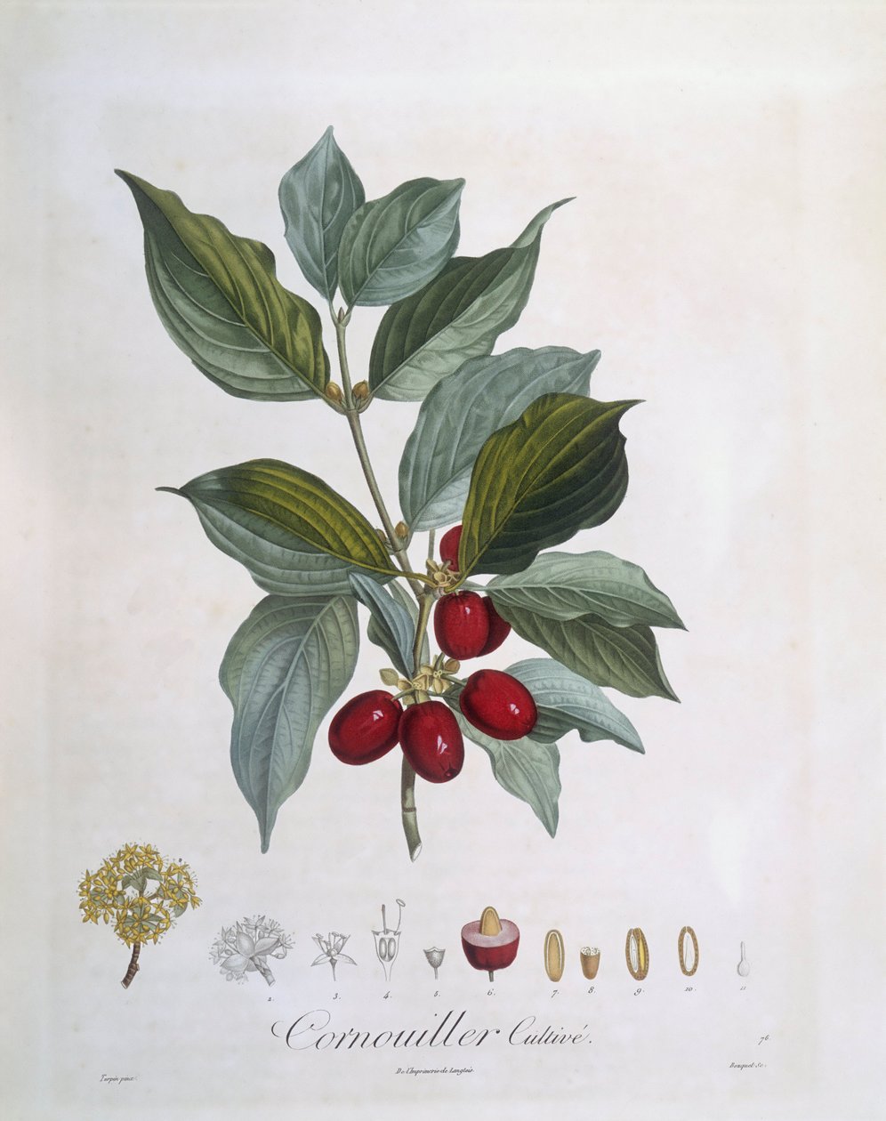 Cornel mas (Cornus mas), Henry Louis Duhamel du Monceau, botanická deska Pierre Jean Francois Turpin od Pierre Jean Francois Turpin