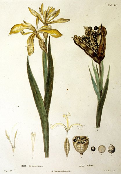 Fetid Iris, rytina L. J. Allaise (ručně kolorovaná rytina) od Pierre Jean Francois Turpin