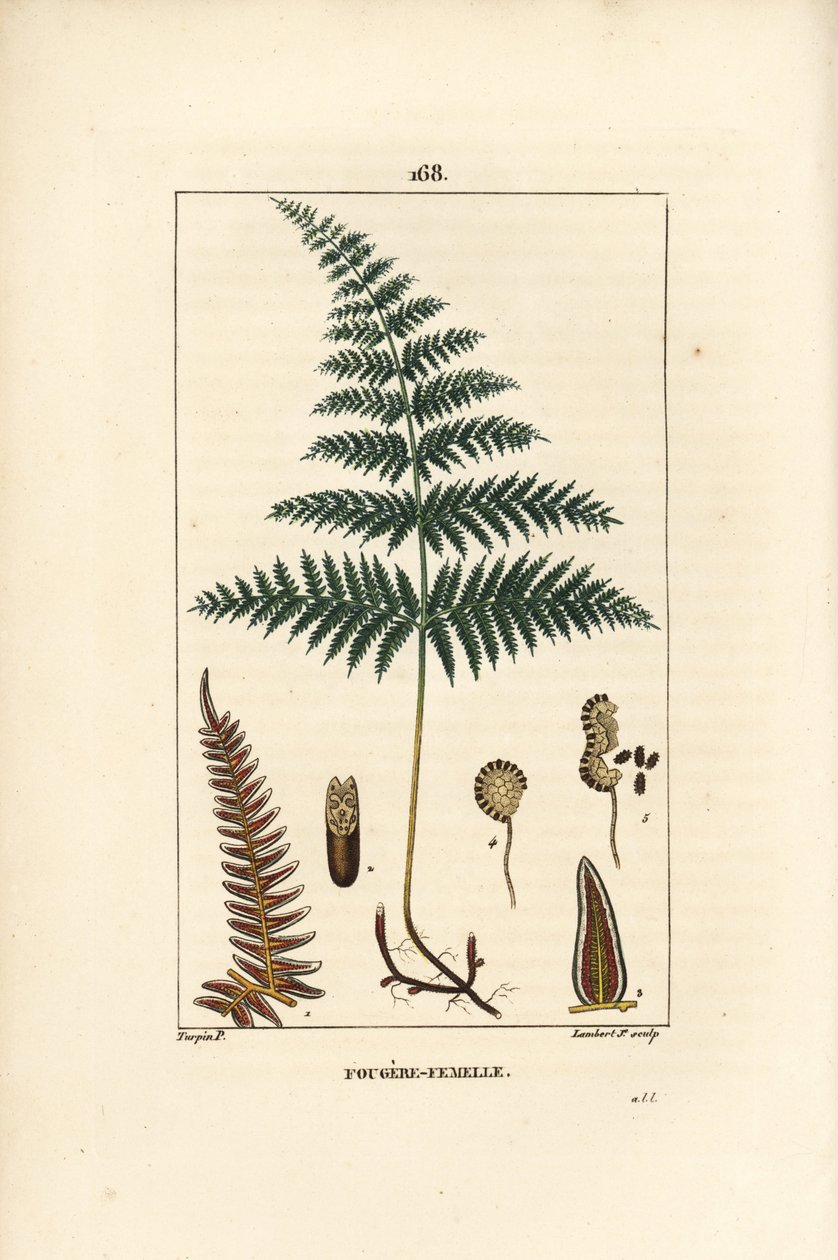 Fougere Aigle ou Grande Fougere - Samice kapradiny nebo kapradiny, Pteridium aquilinum. Ručně kolorovaná tečkovaná mědirytina od Lamberta Juniora z kresby Pierra Jean-Francoise Turpina z Chaumeton, Poiret et Chamberet „La Flore Medicale,“ Paris, P od Pierre Jean Francois Turpin