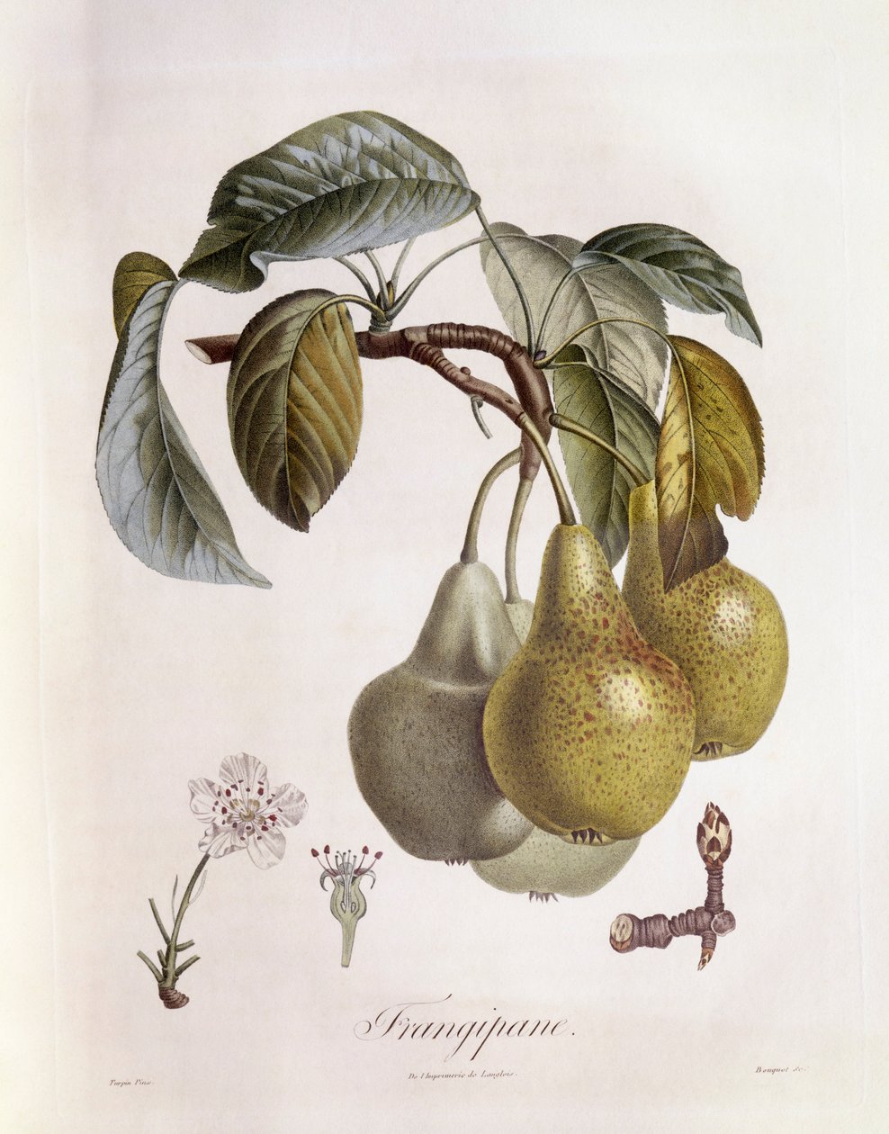 Keře (Plumeria) plody Henry Louis Duhamel du Monceau, botanická deska od Pierra Jean Francoise Turpina od Pierre Jean Francois Turpin