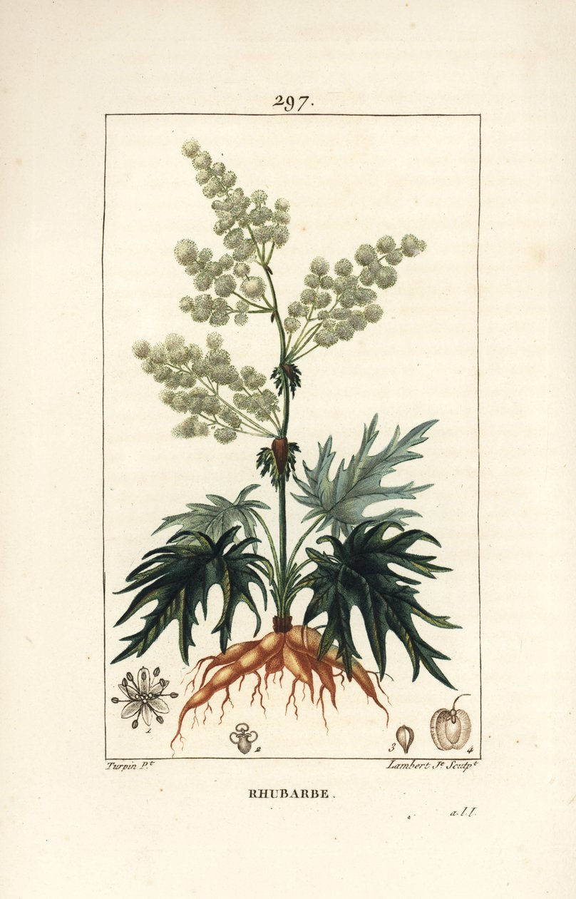 Reveň zahradní - Rebarbora, Rheum rhabarbarum (Rheum palmatum), s květem, stonkem, listem, semenem a kořenem. Ručně kolorovaná tečkovaná mědirytina od Lamberta Juniora z kresby Pierra Jean-Francoise Turpina z Chaumetonovy, Poiretovy a Chamberetovy „“ La F od Pierre Jean Francois Turpin