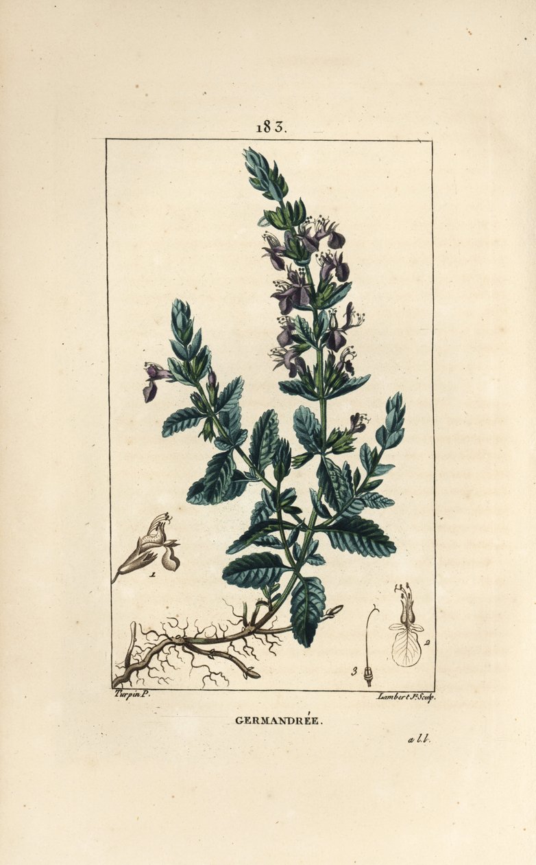 Germandree dub petit - Germander, Teucrium chamaedrys. Ručně kolorovaná tečkovaná mědirytina od Lamberta Juniora z kresby Pierra Jean-Francoise Turpina z Chaumeton, Poiret a Chamberet