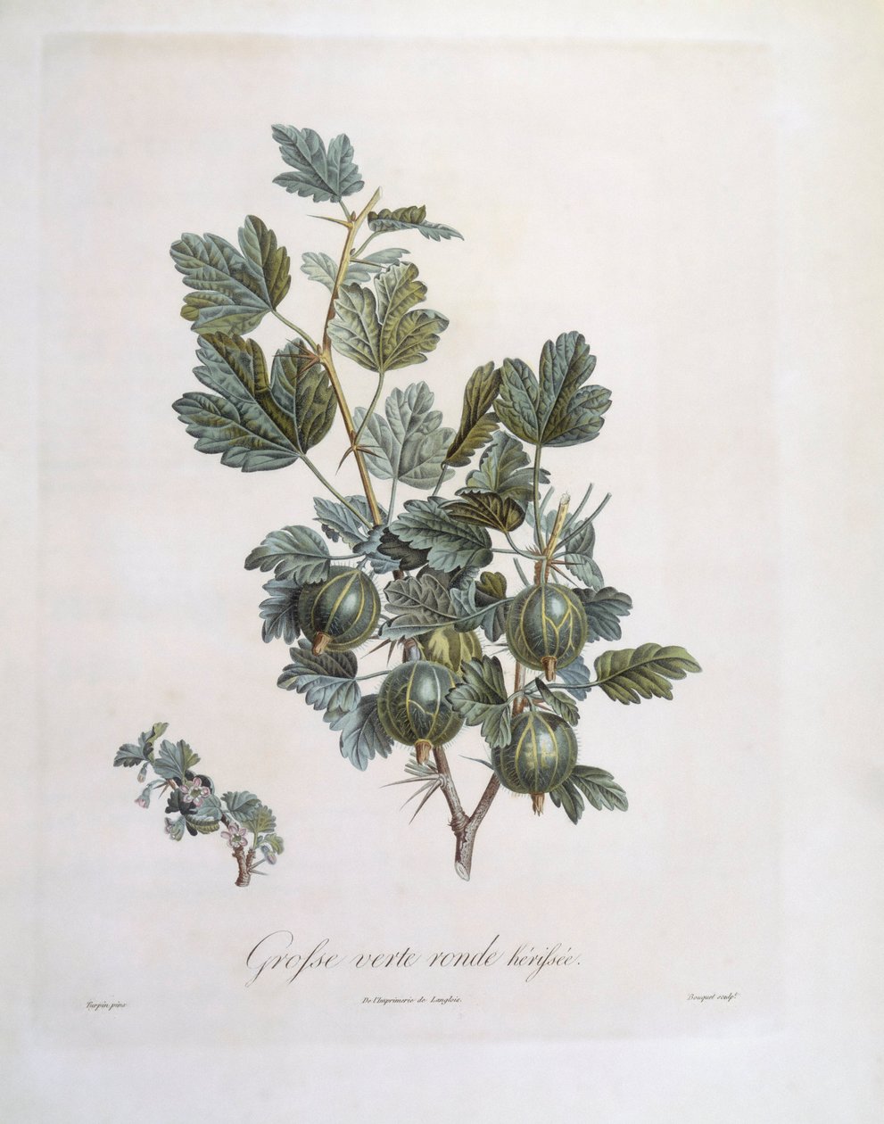 Angrešt (Ribes uva-crispa), Henry Louis Duhamel du Monceau, botanická deska Pierre Jean Francois Turpin od Pierre Jean Francois Turpin