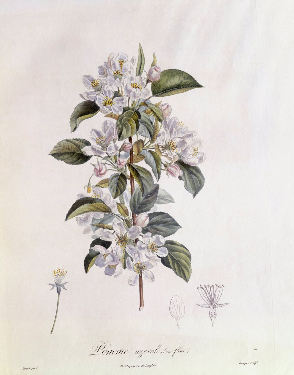 Hloh (Crataegus azarolus) květina Henry Louis Duhamel du Monceau, botanická deska od Pierre Jean Francois Turpin od Pierre Jean Francois Turpin
