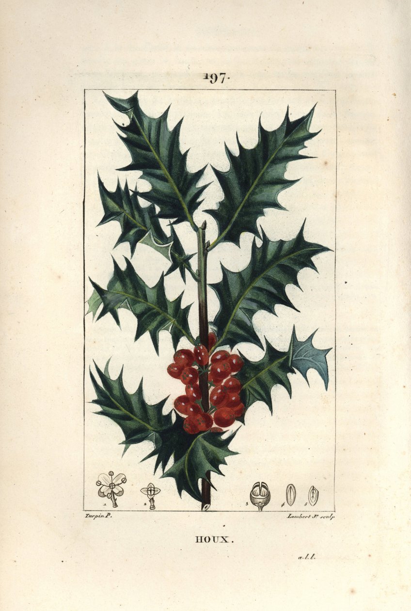 Cesmína - Cesmína, Ilex aqualifolium, s pichlavými listy a červenými bobulemi. Ručně kolorovaná tečkovaná mědirytina od Lamberta Juniora z kresby Pierra Jean-Francoise Turpina z Chaumeton, Poiret a Chamberet