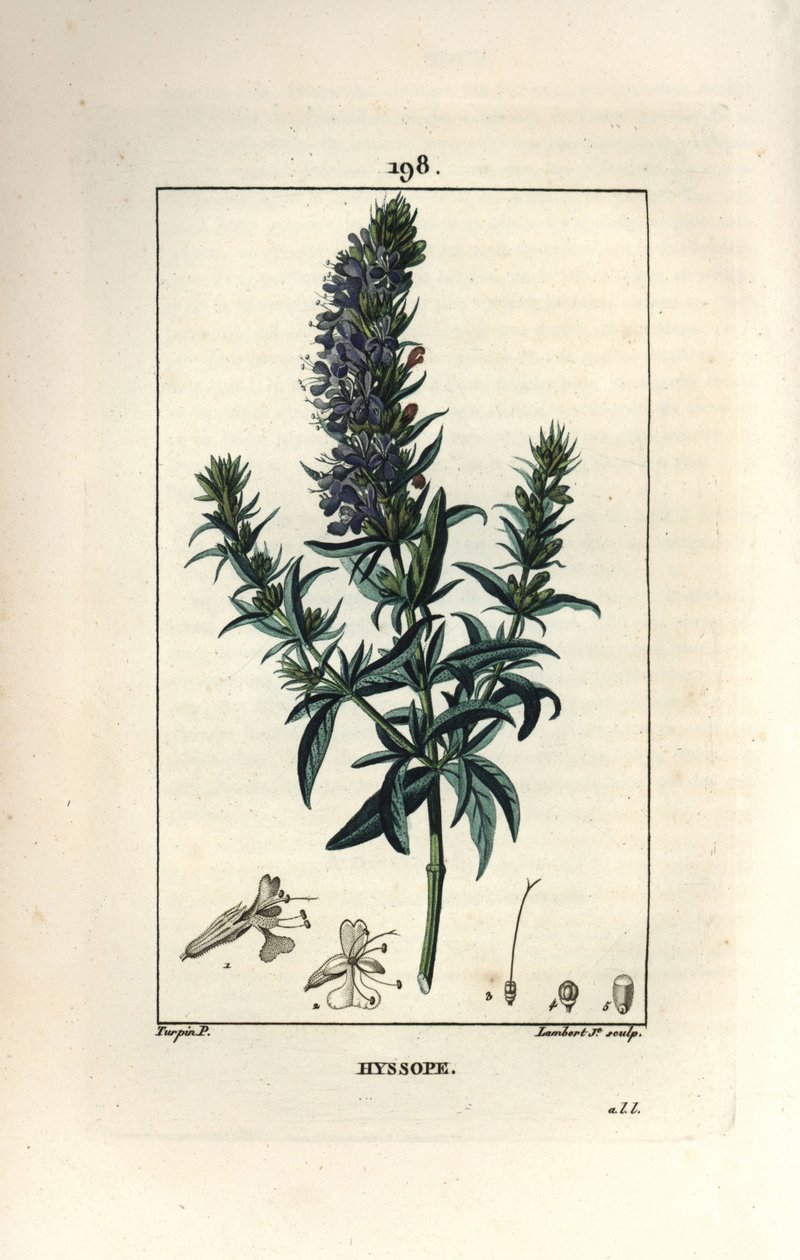 Yzop lékařský nebo yzop lékařský - Yzop lékařský, Hyssopus officinalis. Ručně kolorovaná tečkovaná mědirytina od Lamberta Juniora z kresby Pierra Jean-Francoise Turpina z Chaumeton, Poiret a Chamberet