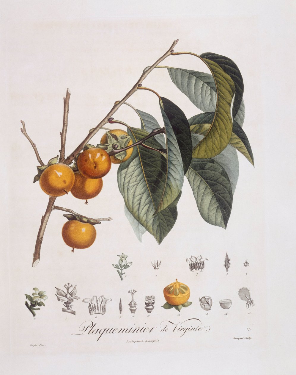 Japonský tomel nebo kaki (Diospyros kaki), Henry Louis Duhamel du Monceau, botanická deska Pierre Jean Francois Turpin od Pierre Jean Francois Turpin
