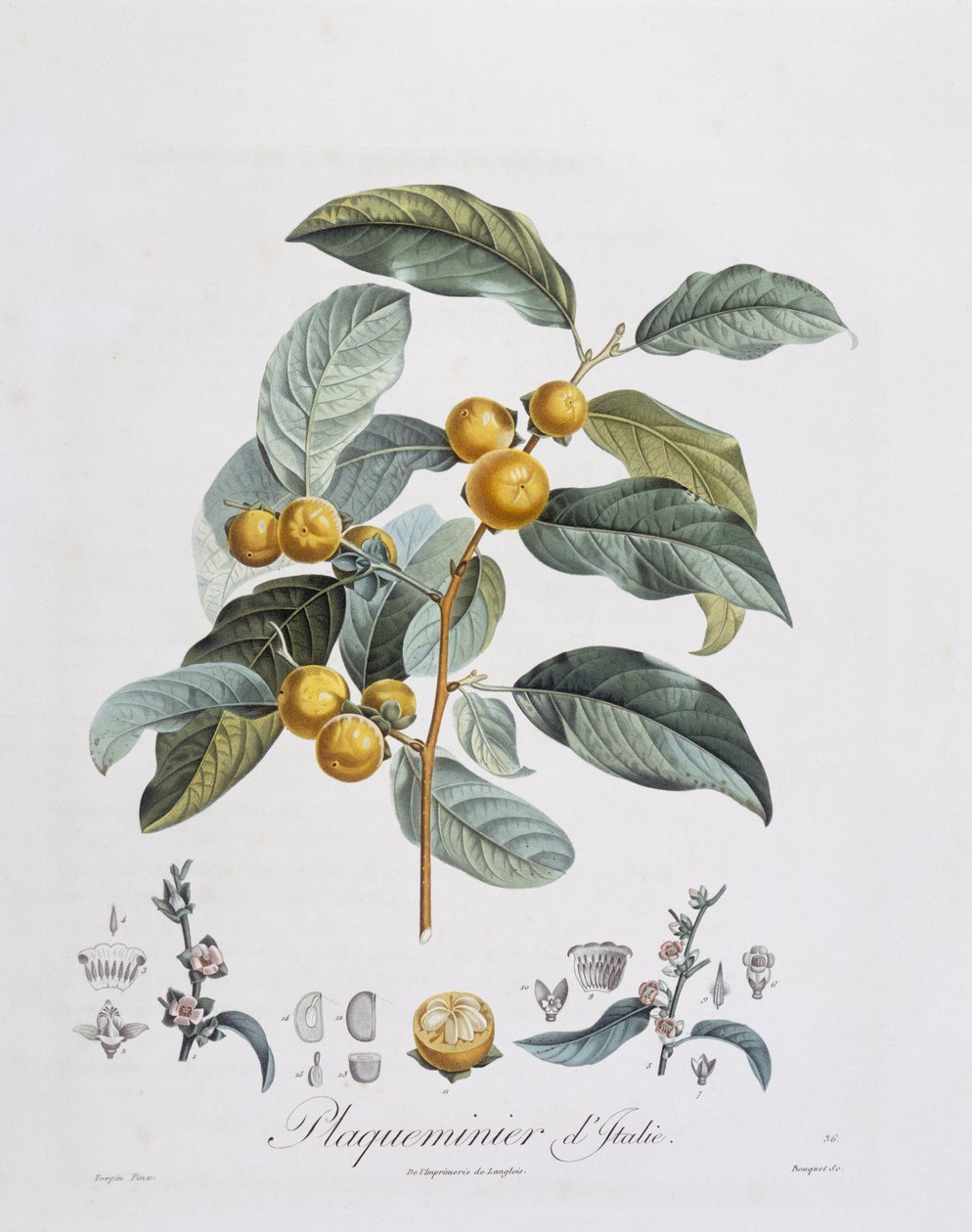 Japonský tomel nebo kaki (Diospyros kaki), Henry Louis Duhamel du Monceau, botanická deska Pierre Jean Francois Turpin od Pierre Jean Francois Turpin