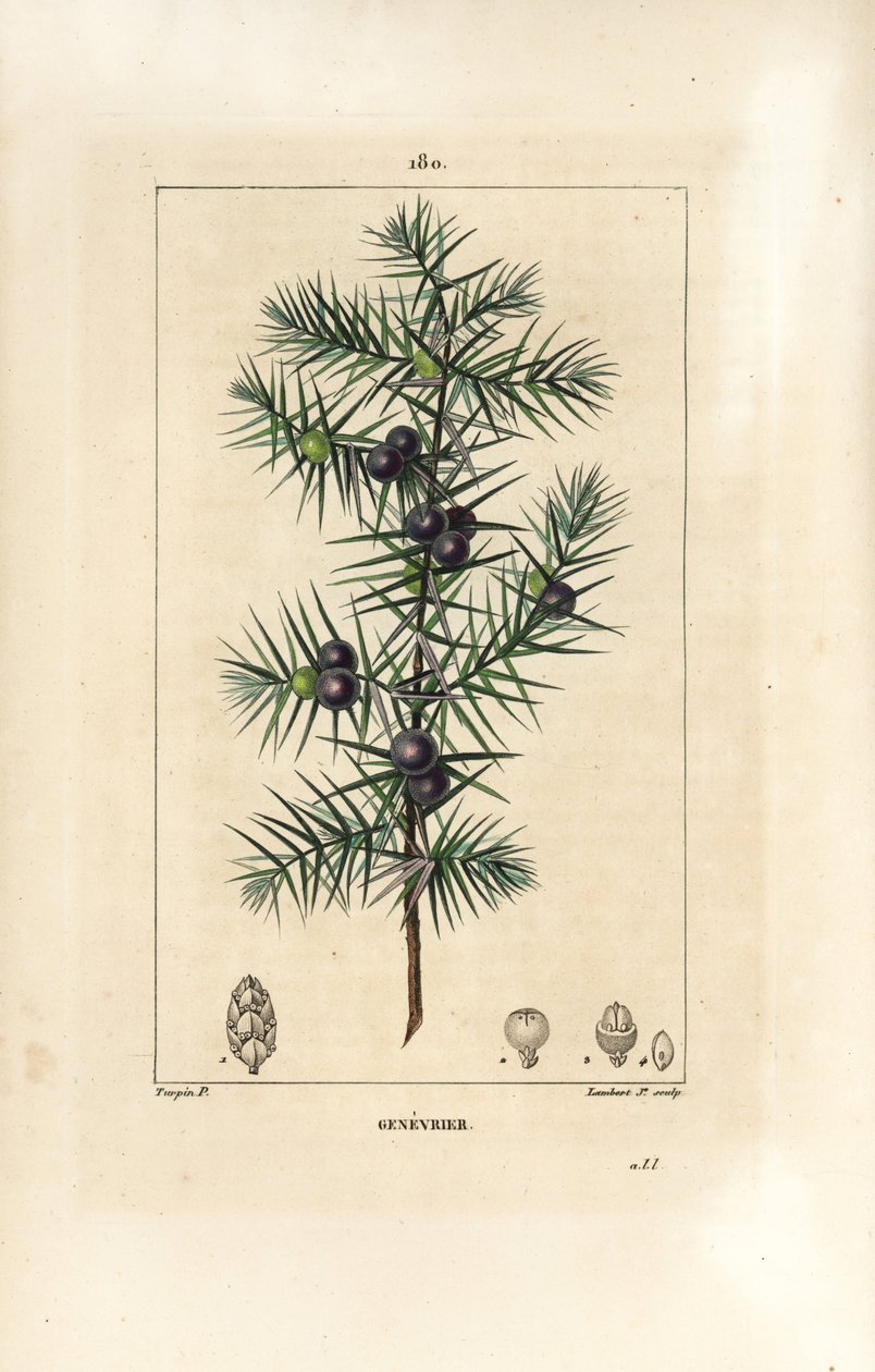 Jalovec strom, Juniperus vulgaris, ukazující list, bobule a stonek. Ručně kolorovaná tečkovaná mědirytina od Lamberta Juniora z kresby Pierra Jean-Francoise Turpina z Chaumeton, Poiret a Chamberet
