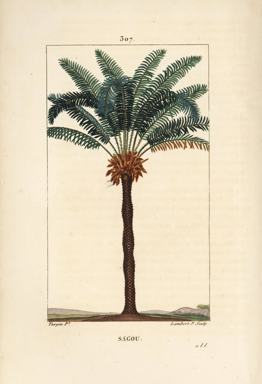 Velká větev nebo velké cycas - královna ságo, Cycas circinalis, zobrazující list, semeno a kmen. Ohrožená palma. Ručně kolorovaná tečkovaná mědirytina od Lamberta Juniora z kresby Pierra Jean-Francoise Turpina z Chaumeton, Poiret a Chamberet