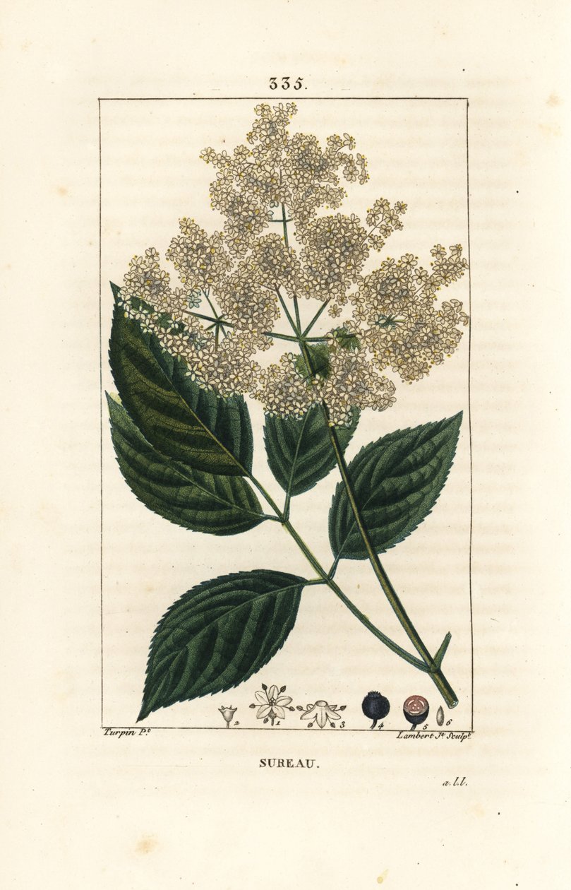 Velký bez nebo černý bez - Bez obecný, Sambucus nigra. Ručně kolorovaná tečkovaná mědirytina od Lamberta Juniora z kresby Pierra Jean-Francoise Turpina z Chaumeton, Poiret a Chamberet