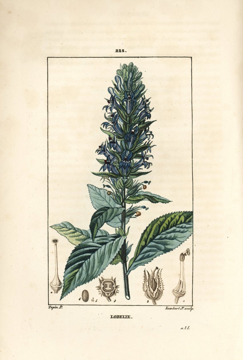 Lobelie velká nebo sifilitická lobelie - Modrý květ kardinála, Lobelia syphilitica. Ručně kolorovaná tečkovaná mědirytina od Lamberta Juniora z kresby Pierra Jean-Francoise Turpina z Chaumeton, Poiret a Chamberetova „“La Flore Medicale,”” Par od Pierre Jean Francois Turpin