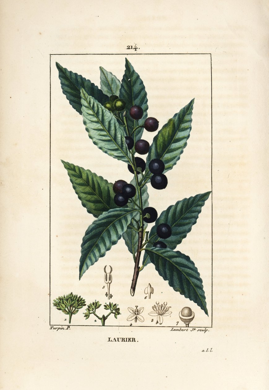 Vavřínový strom, Laurus nobilis, s listy, bobulemi a semeny. Ručně kolorovaná tečkovaná mědirytina od Lamberta Juniora z kresby Pierra Jean-Francoise Turpina z Chaumeton, Poiret a Chamberet