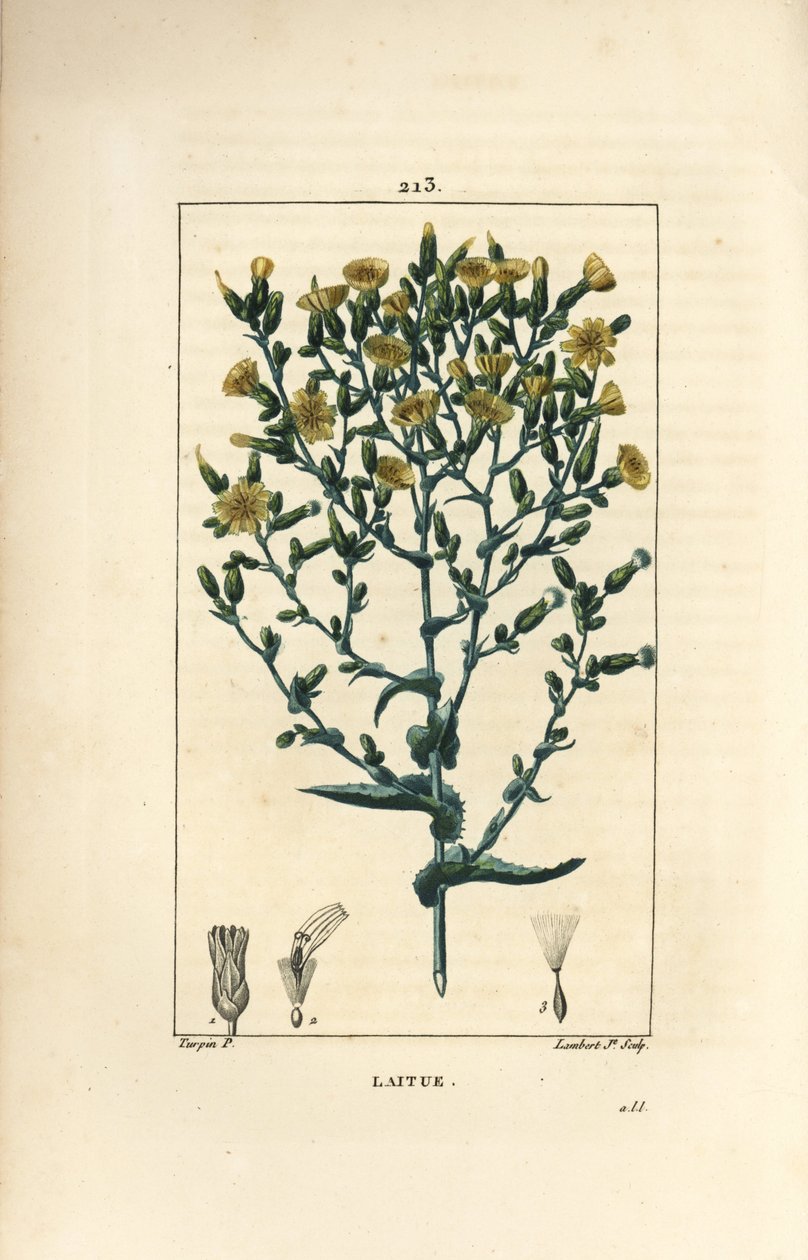 Salát - Salát, Lactuca sativa. Ručně kolorovaná tečkovaná mědirytina od Lamberta Juniora z kresby Pierra Jean-Francoise Turpina z Chaumeton, Poiret a Chamberet