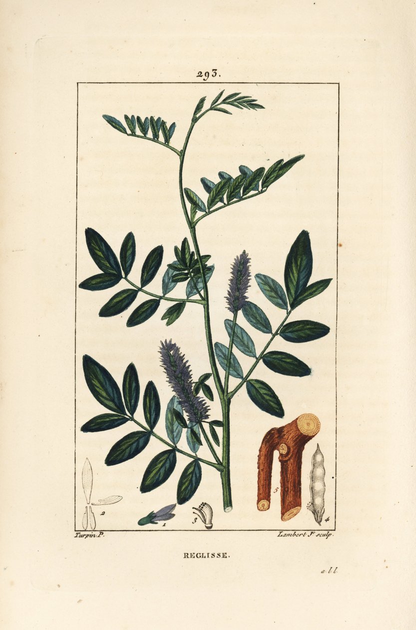 Lékořice nebo lékořice, Glycyrrhiza glabra, s květem, listem, kůrou, dřevitou větví a semenem. Ručně kolorovaná tečkovaná mědirytina od Lamberta Juniora z kresby Pierra Jean-Francoise Turpina z Chaumeton, Poiret a Chamberet