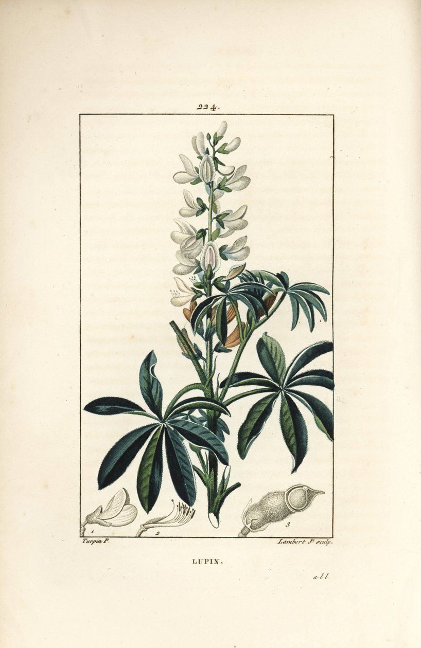 Lupina - Lupina bílá, Lupinus sativus. Ručně kolorovaná tečkovaná mědirytina od Lamberta Juniora z kresby Pierra Jean-Francoise Turpina z Chaumeton, Poiret a Chamberet