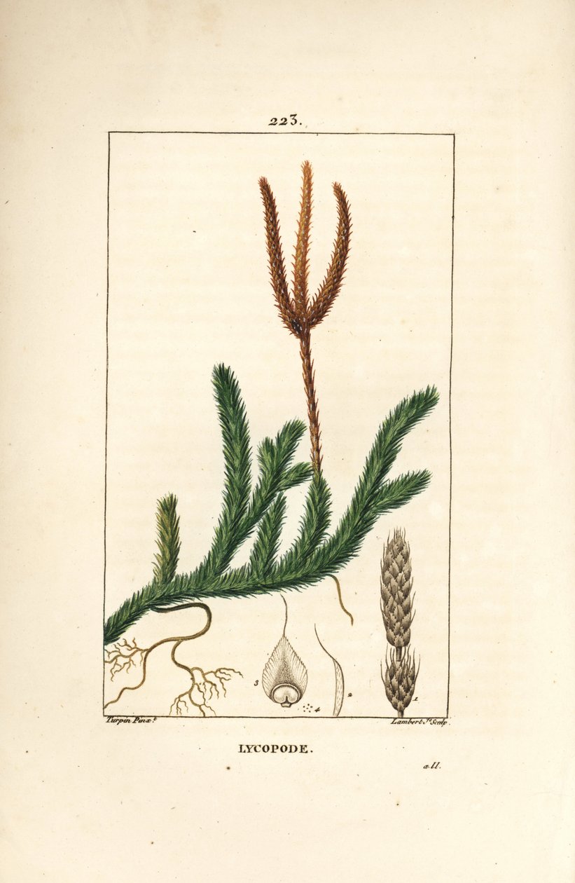 Lycopod official nebo tráva s palicemi - Lycopodium clavatum. Ručně kolorovaná tečkovaná mědirytina od Lamberta Juniora z kresby Pierra Jean-Francoise Turpina z Chaumeton, Poiret a Chamberet