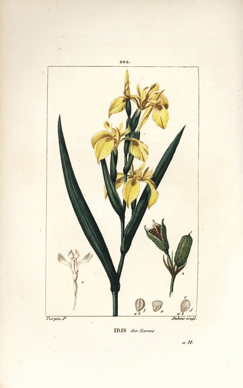 Iris bahenní nebo Iris vodní - Kosatec žlutý, Iris palustris lutea, květ, list a lusk semen. Ručně kolorovaná tečkovaná mědirytina od Lamberta Juniora z kresby Pierra Jean-Francoise Turpina z Chaumetonovy, Poiretovy a Chamberetovy „“ La Flore Me od Pierre Jean Francois Turpin