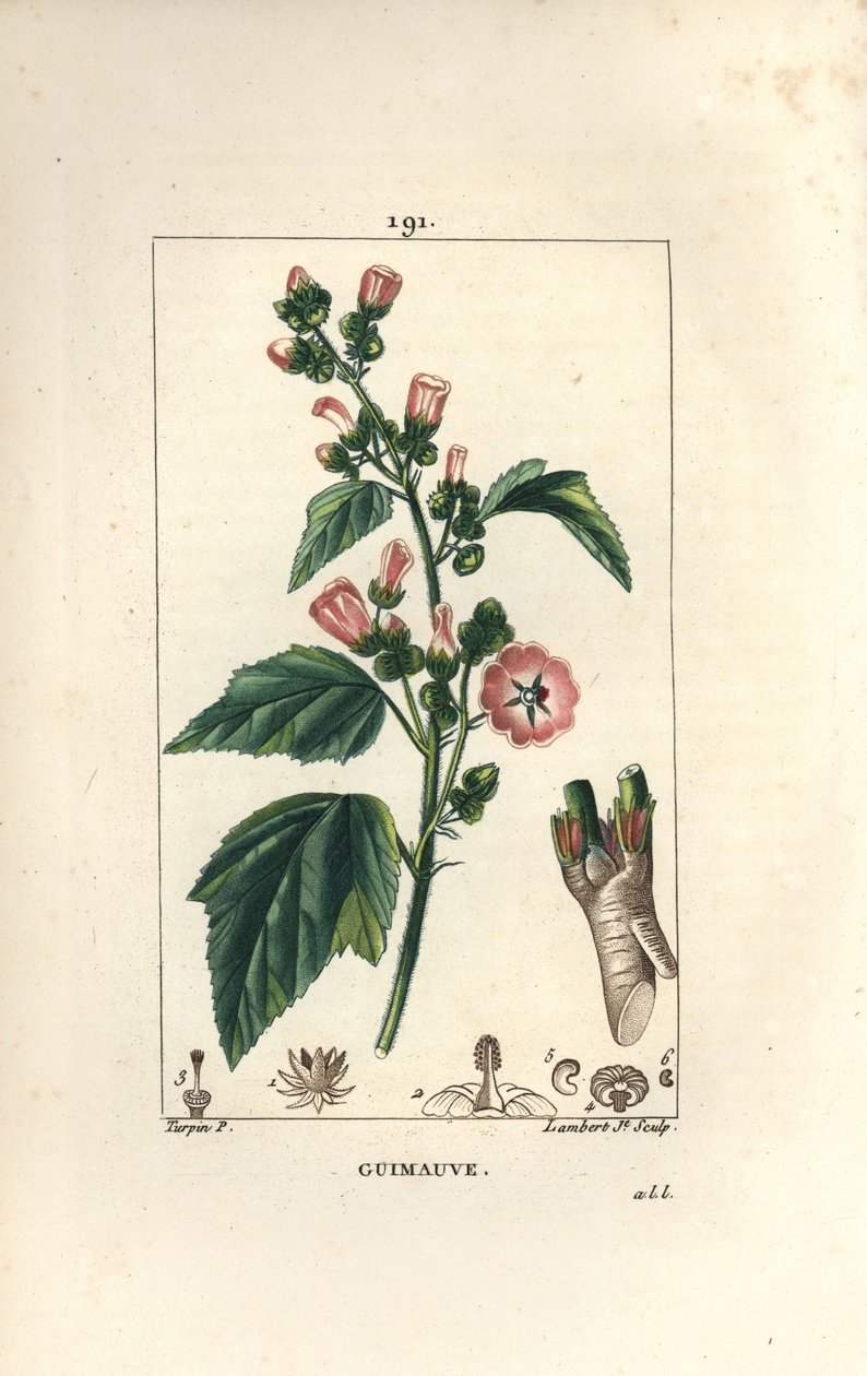 Proskurník, Proskurník divoký nebo Sléz bílý - Proskurník lékařský, Althaea officinalis. Ručně kolorovaná tečkovaná mědirytina od Lamberta Juniora z kresby Pierra Jean-Francoise Turpina z Chaumeton, Poiret a Chamberet