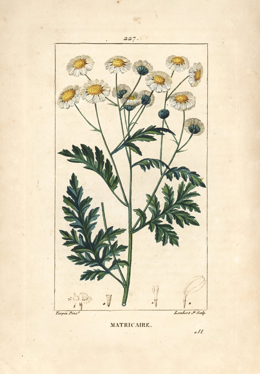 Matricaria - Feverfew, Matricaria vulgaris. Ručně kolorovaná tečkovaná mědirytina od Lamberta Juniora z kresby Pierra Jean-Francoise Turpina z Chaumeton, Poiret a Chamberet