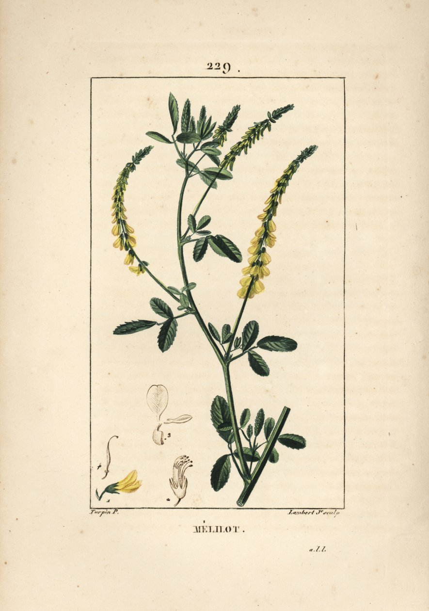 Melilot - Melilot trojlístek, Melitotus officinarum. Ručně kolorovaná tečkovaná mědirytina od Lamberta Juniora z kresby Pierra Jean-Francoise Turpina z Chaumeton, Poiret a Chamberet