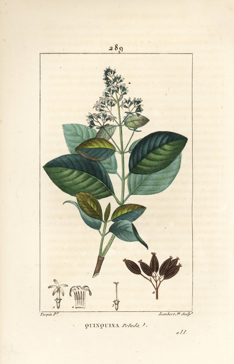Michurago nebo fruta de mono, Ladenbergia macrocarpa (Cinchona ovalifolia), s květem, listem, stopkou a semenem. Ručně kolorovaná tečkovaná mědirytina od Lamberta Juniora z kresby Pierra Jean-Francoise Turpina z Chaumetonových, Poiretových a Chamberetových od Pierre Jean Francois Turpin
