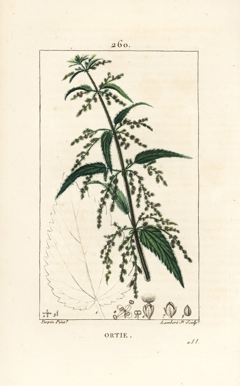 Kopřiva - Kopřiva dvoudomá, Urtica dioica, s obrysem květu, semene, stonku a listu. Ručně kolorovaná tečkovaná mědirytina od Lamberta Juniora z kresby Pierra Jean-Francoise Turpina z Chaumetonovy, Poiretovy a Chamberetovy „“ La Flore Medica od Pierre Jean Francois Turpin