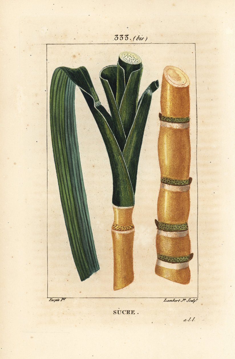 Ušlechtilá třtina - Cukrová třtina, Saccharum officinarum, stonek a list. Ručně kolorovaná tečkovaná mědirytina od Lamberta Juniora z kresby Pierra Jean-Francoise Turpina z Chaumeton, Poiret a Chamberet