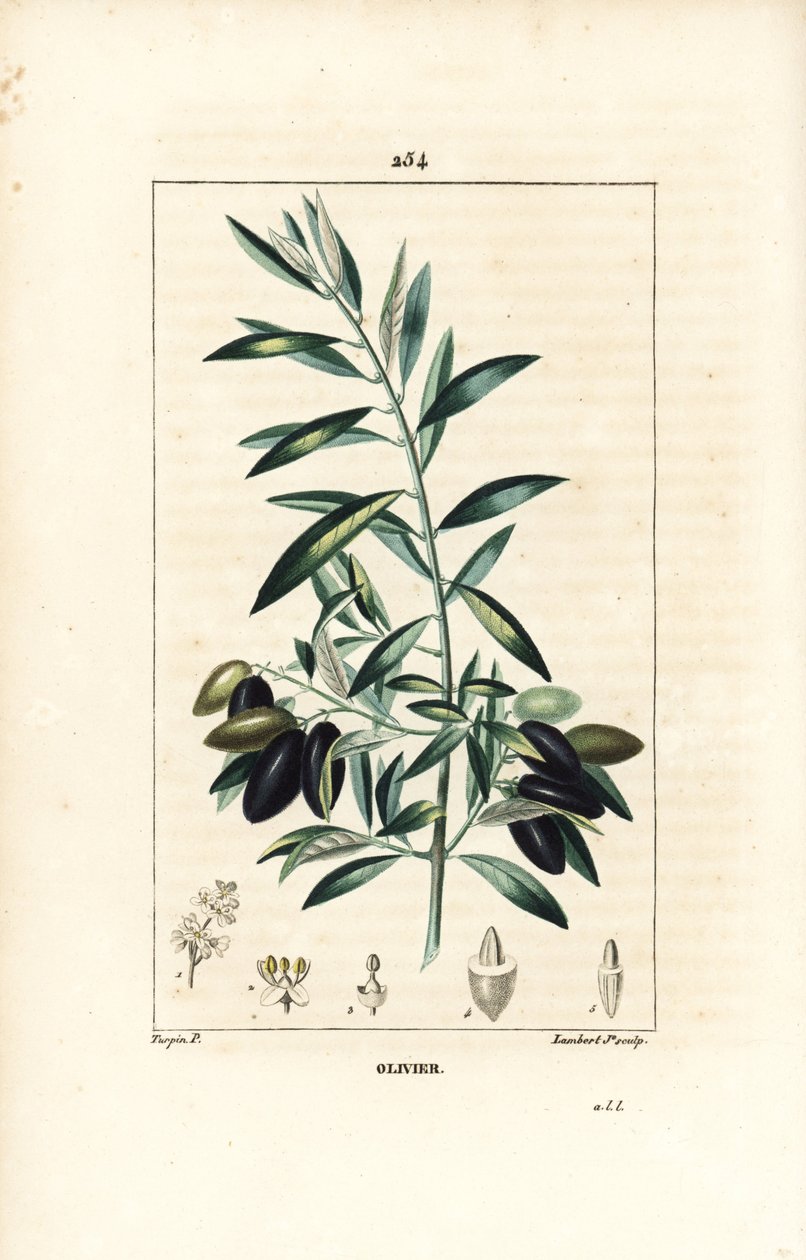 Olivier - Olivovník, Olea europaea, s listem, větví, ovocem a semenem. Ručně kolorovaná tečkovaná mědirytina od Lamberta Juniora z kresby Pierra Jean-Francoise Turpina z Chaumeton, Poiret a Chamberet