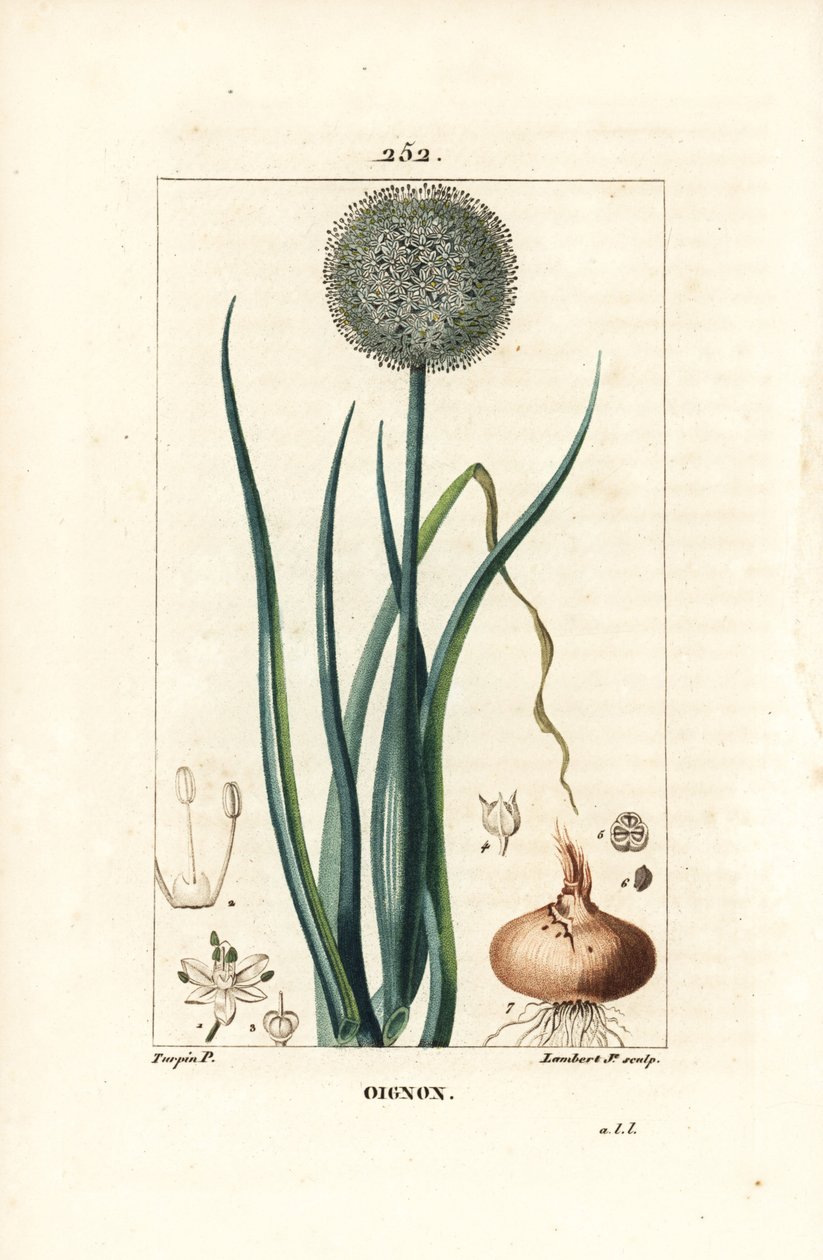 Cibule - Cibule, Allium cepa, s květem, listem, cibulí a kořeny. Ručně kolorovaná tečkovaná mědirytina od Lamberta Juniora z kresby Pierra Jean-Francoise Turpina z Chaumeton, Poiret a Chamberet